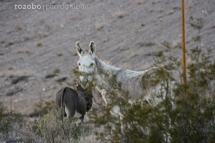 078_usa_2015_nevada_burro