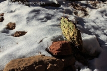 128_usa_2015_zionnp_utah