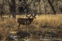 139_usa_2015_zionnp_utah