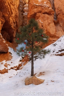 156_usa_2015_brycecanyon_utah