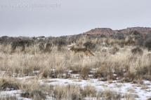 202_usa_2015_canyonlandsnp_moab_utah