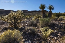 298_usa_2015_r66_arizona