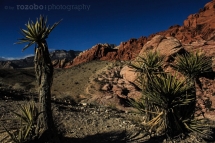 325_usa_2015_redrockcanyon_nevada