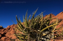 328_usa_2015_redrockcanyon_nevada